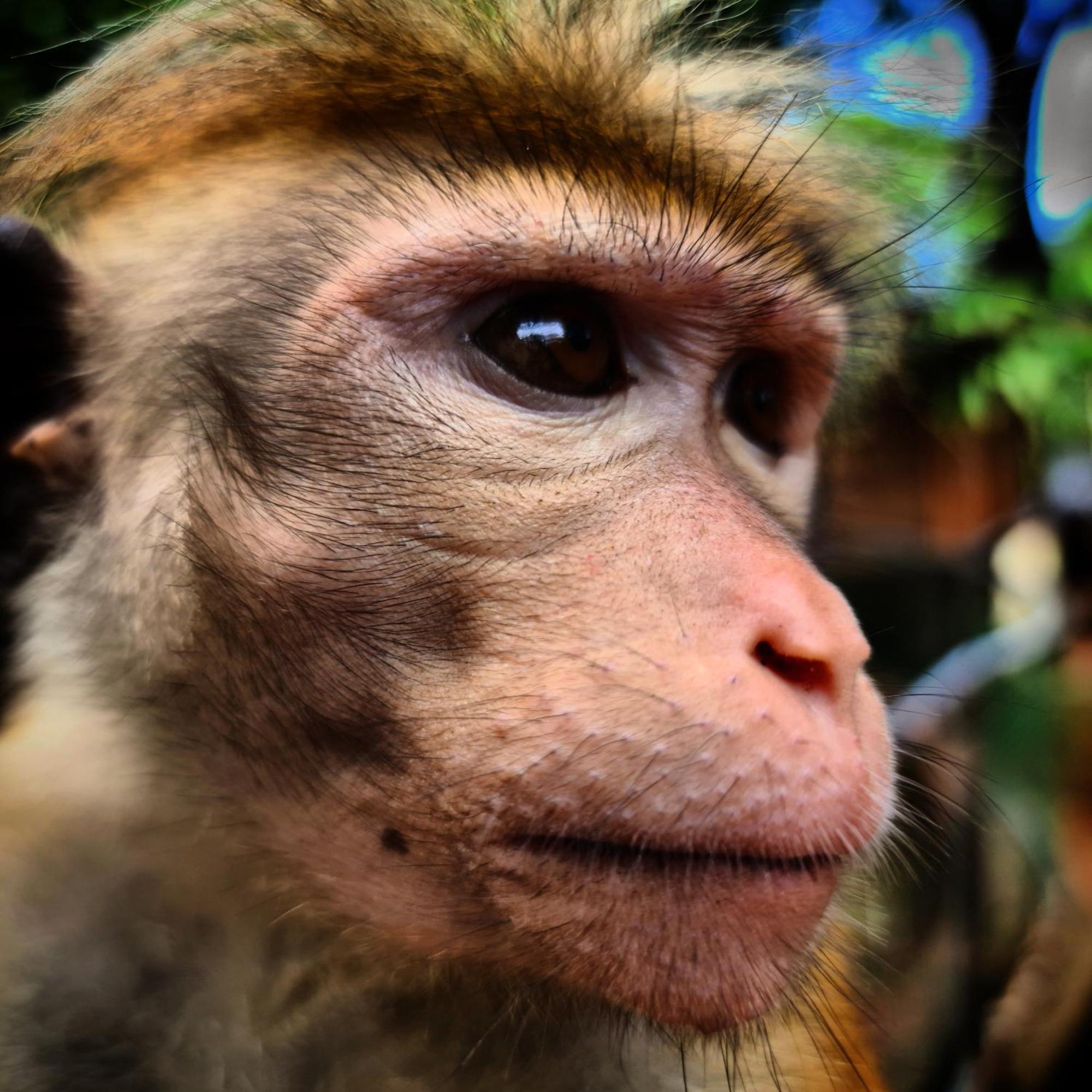 Humbhaha Jungle Yala Nature Eco Resort Kataragama Ngoại thất bức ảnh