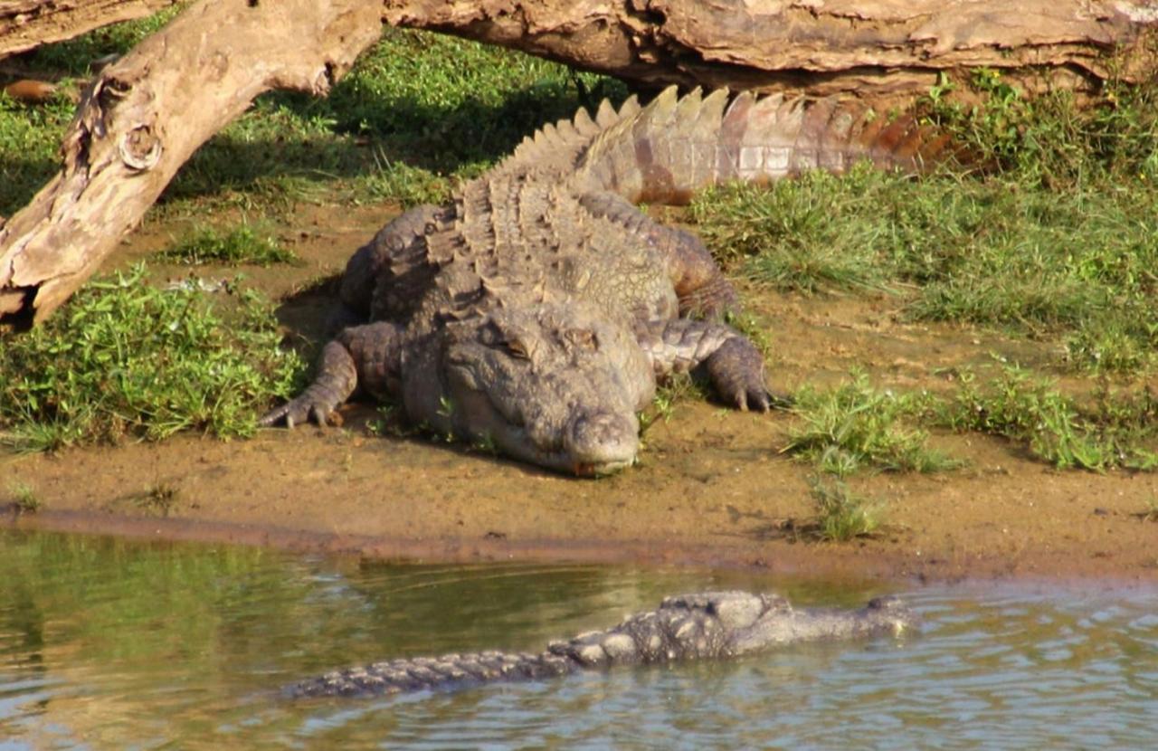 Humbhaha Jungle Yala Nature Eco Resort Kataragama Ngoại thất bức ảnh