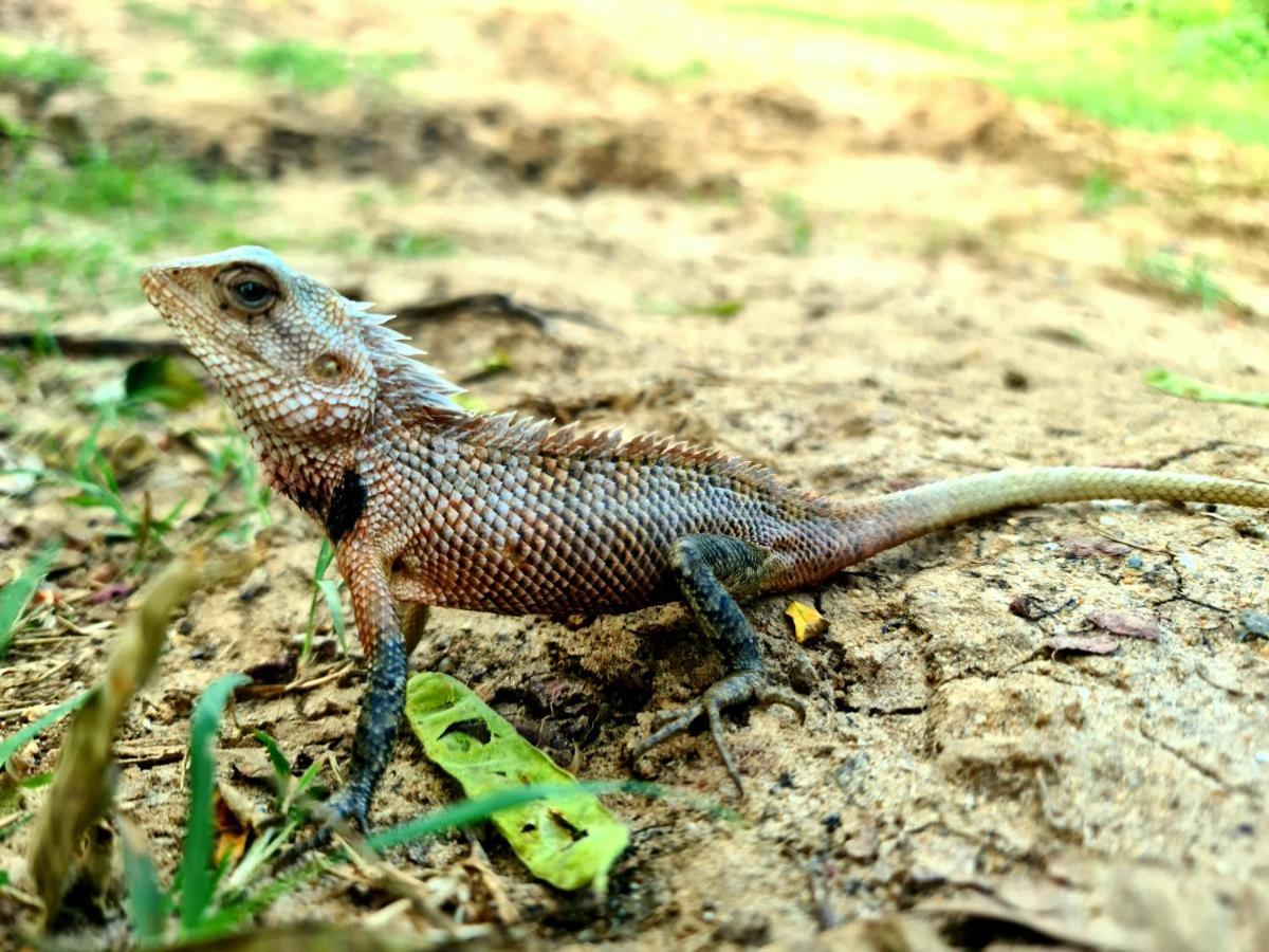 Humbhaha Jungle Yala Nature Eco Resort Kataragama Ngoại thất bức ảnh