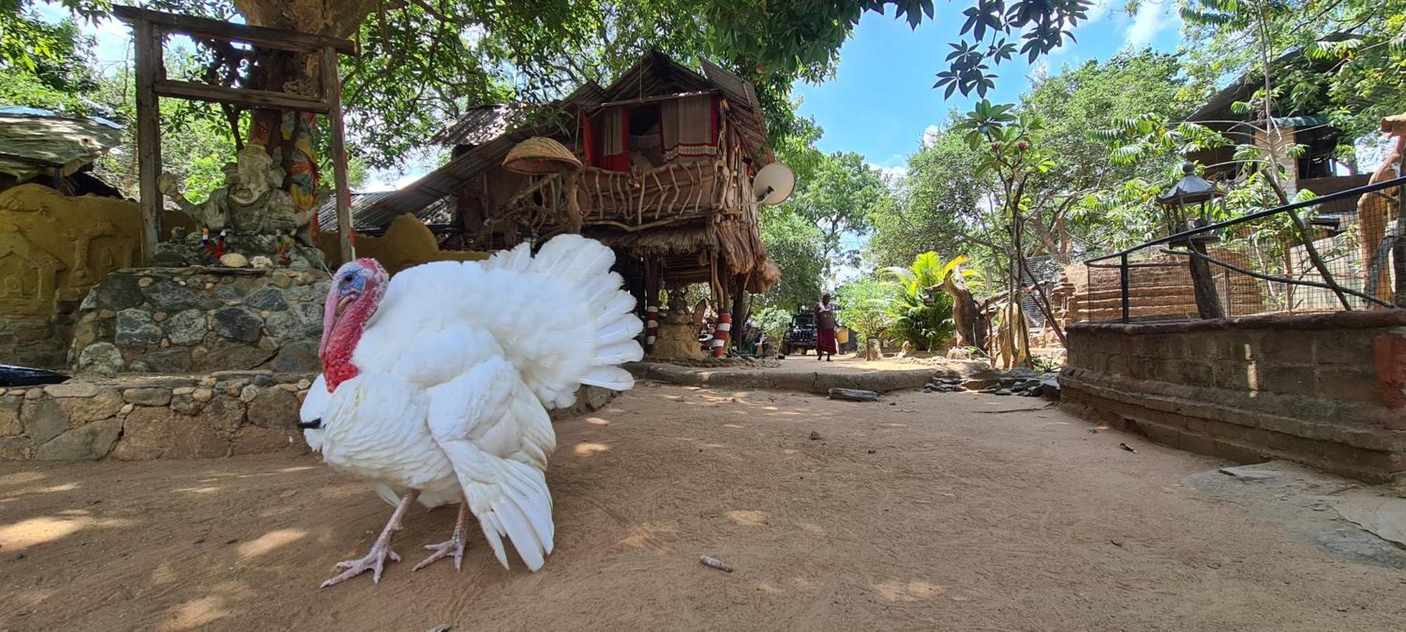 Humbhaha Jungle Yala Nature Eco Resort Kataragama Ngoại thất bức ảnh