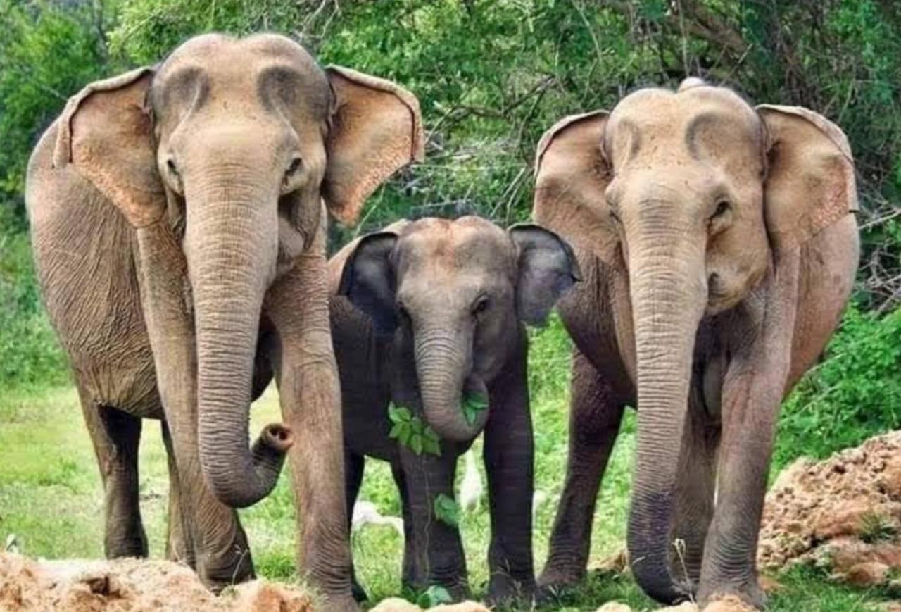 Humbhaha Jungle Yala Nature Eco Resort Kataragama Ngoại thất bức ảnh