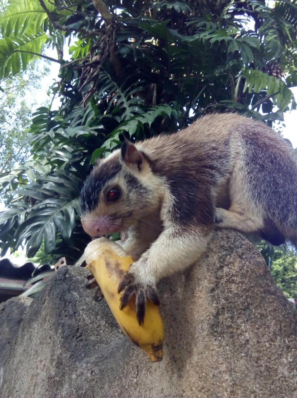 Humbhaha Jungle Yala Nature Eco Resort Kataragama Ngoại thất bức ảnh