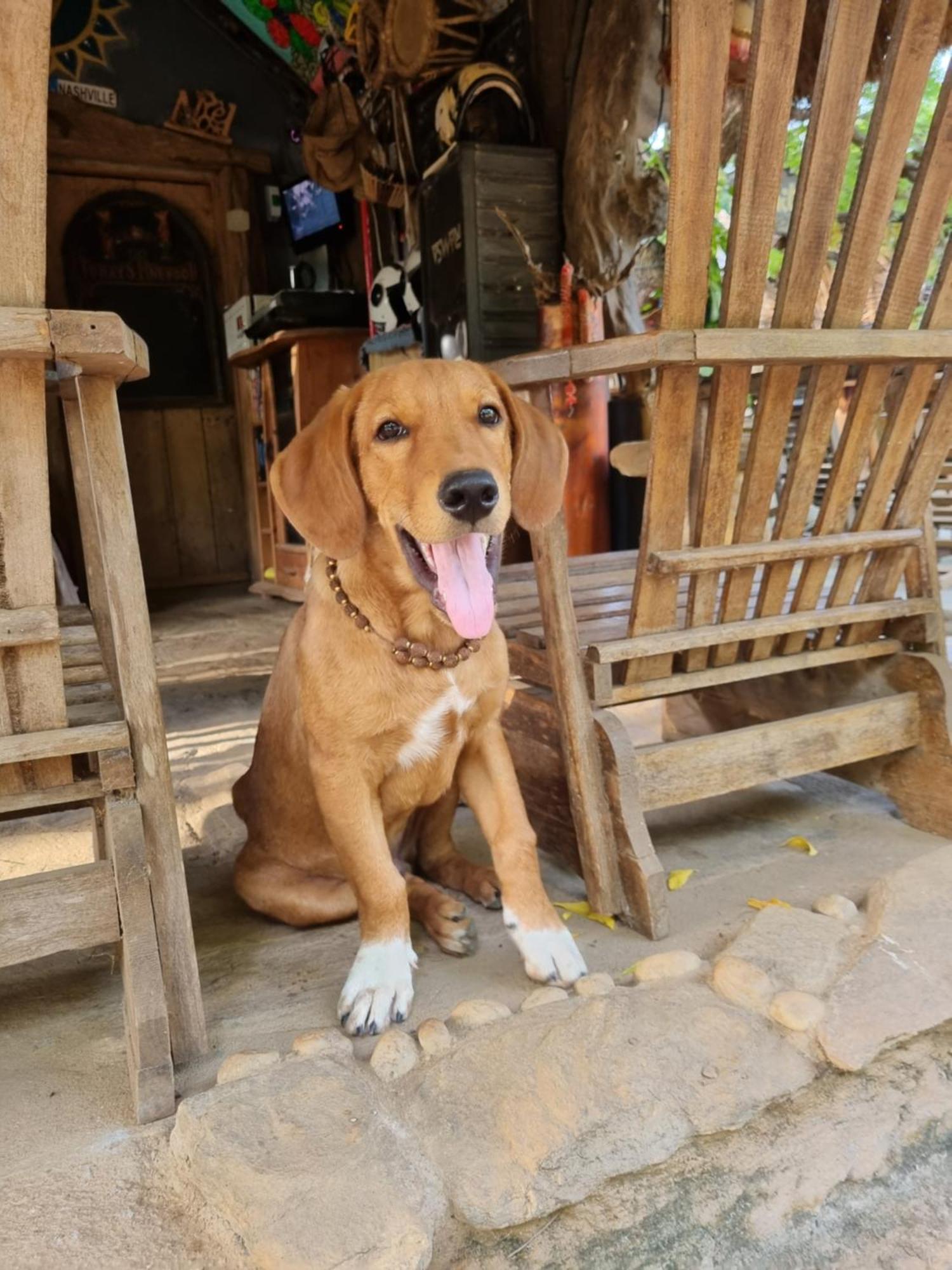 Humbhaha Jungle Yala Nature Eco Resort Kataragama Phòng bức ảnh