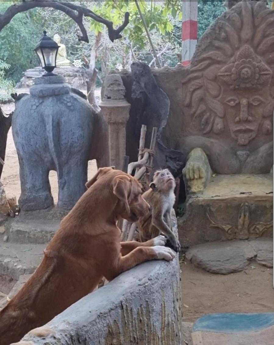 Humbhaha Jungle Yala Nature Eco Resort Kataragama Ngoại thất bức ảnh