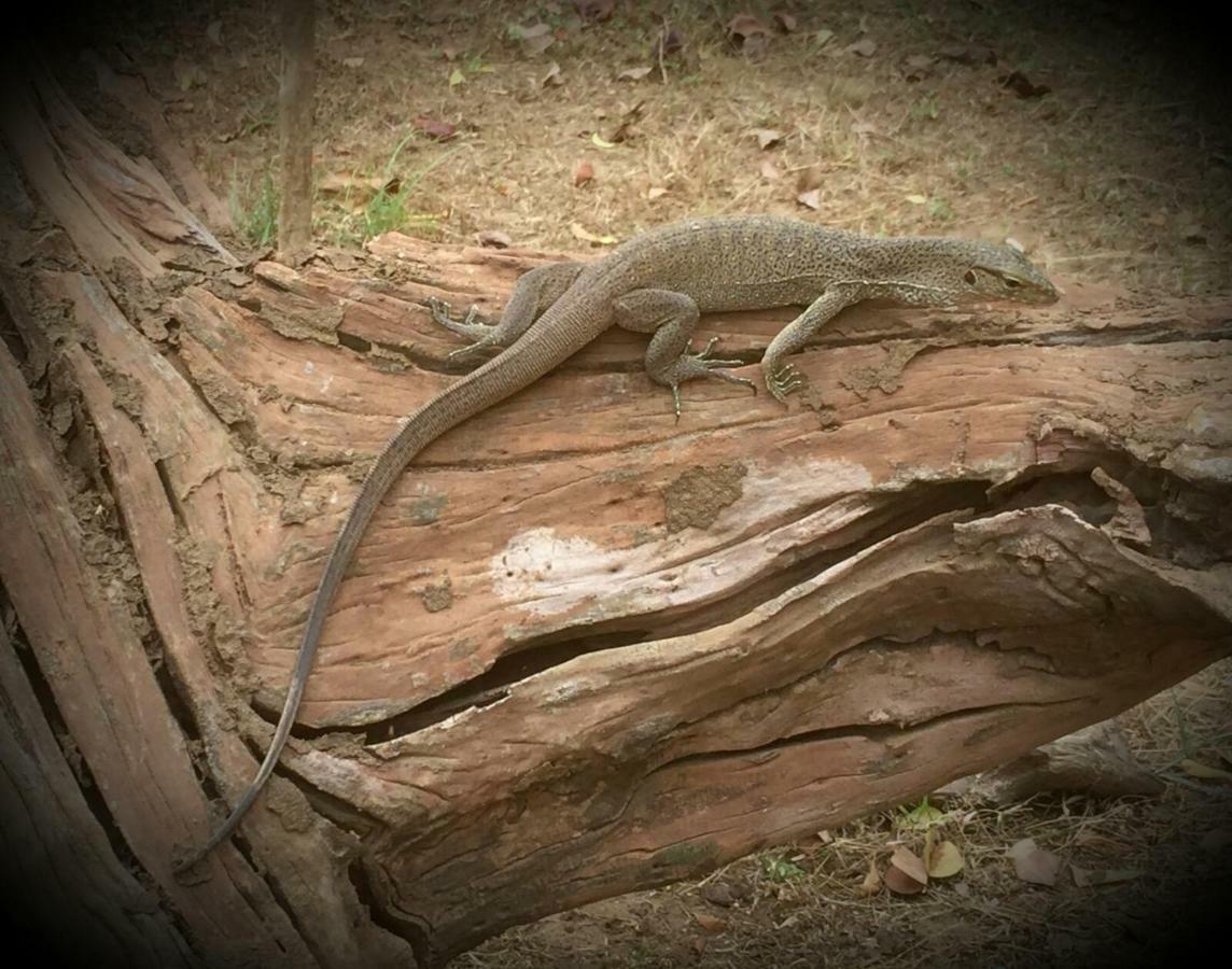 Humbhaha Jungle Yala Nature Eco Resort Kataragama Ngoại thất bức ảnh